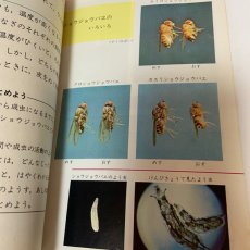 画像6: 小学校 新理科 4年1 坪井忠二 藤田穆 大日本図書株式会社 昭和47年再販 (6)